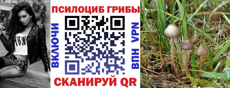 где найти   Ядрин  Галлюциногенные грибы Psilocybine cubensis 