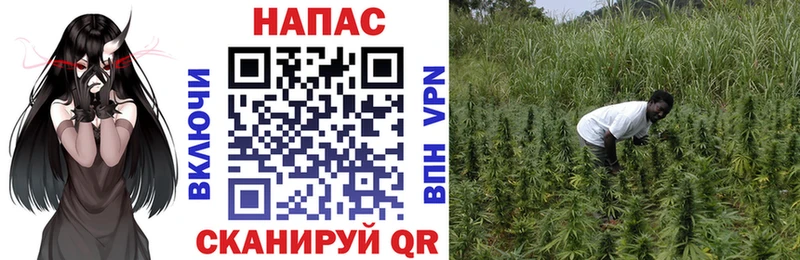 Каннабис SATIVA & INDICA  omg ссылка  дарк нет официальный сайт  Ядрин 